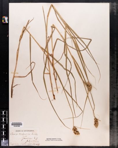 Carex scoparia