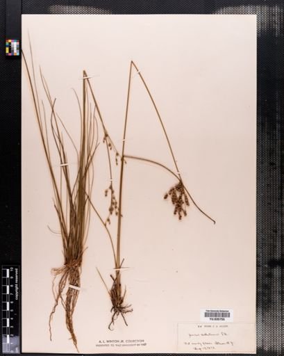 Juncus dichotomus