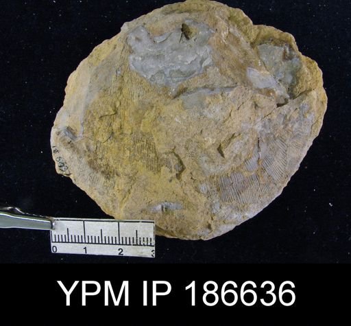 Derbya sp.