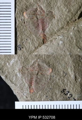 undet. Xiphosurida