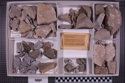 mixed taxa, stratigraphic collection