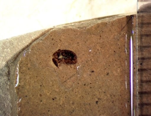 undet. Coleoptera