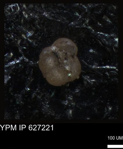 undet. Foraminiferida