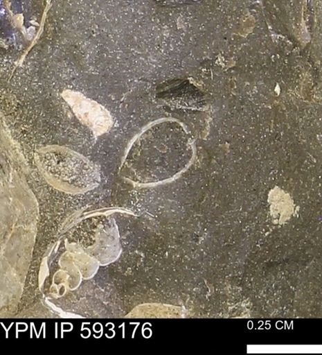 undet. Bivalvia