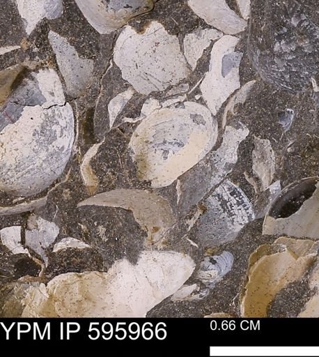 Protocardia sp.