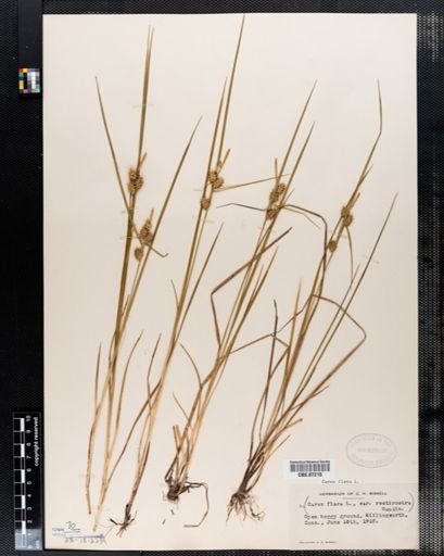 Carex flava