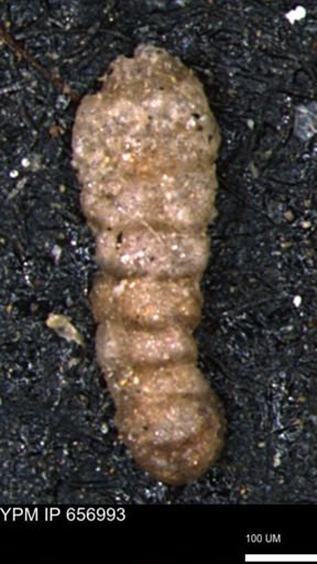 Ammobaculites euides
