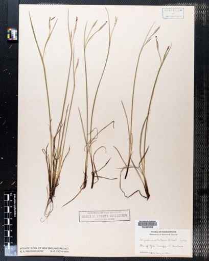 Sisyrinchium atlanticum