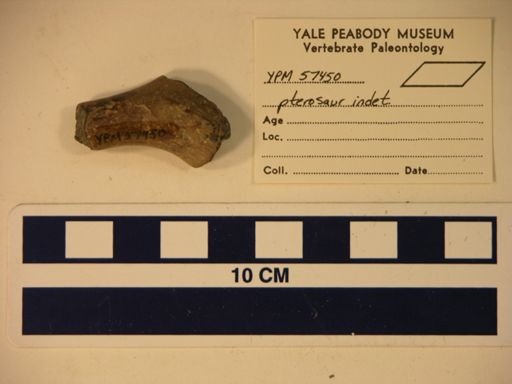 Pterodactylidae