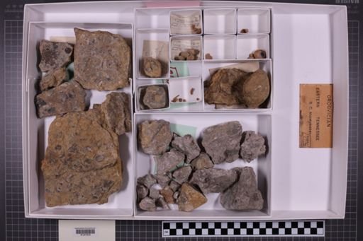 mixed taxa, stratigraphic collection