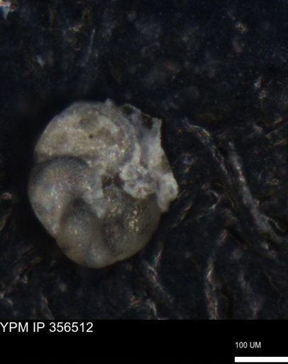 undet. Foraminiferida