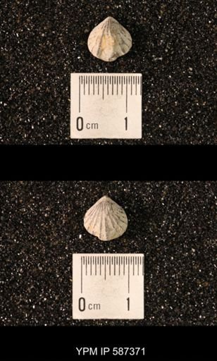 Camarotoechia whitei