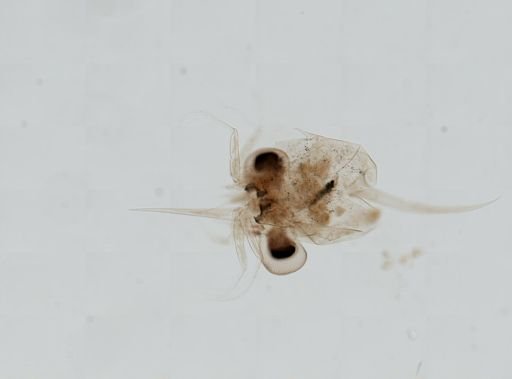 Brachyura