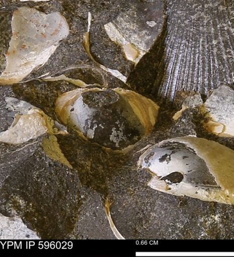 Protocardia?