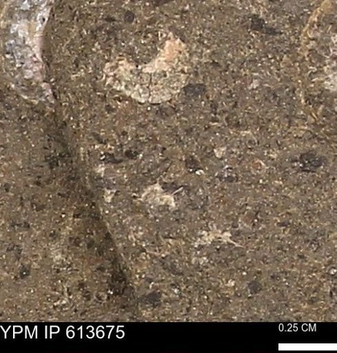 Scaphites sp.
