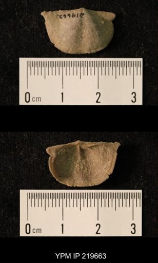 Chonetes granulifer
