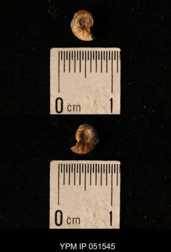 Hoploscaphites nicolletii