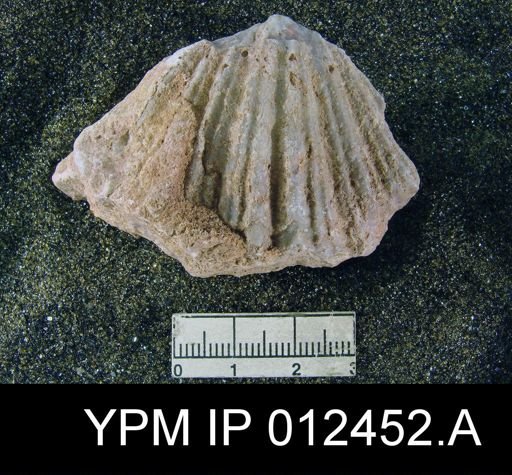 Neospirifer pseudocameratus