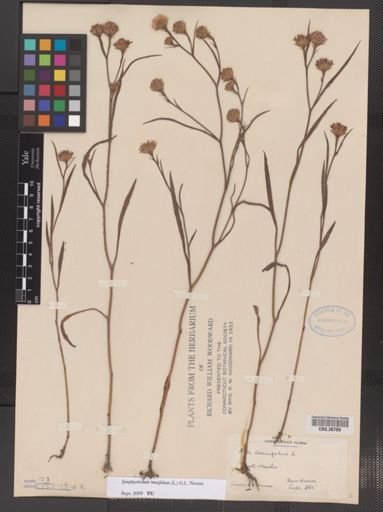 Symphyotrichum tenuifolium
