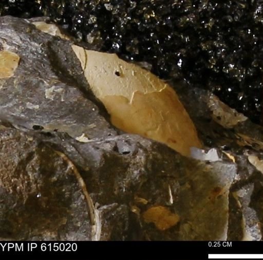 undet. Mollusca