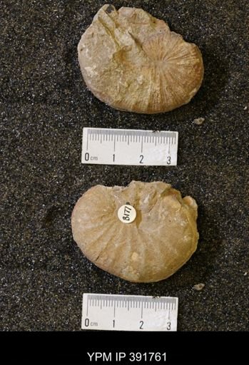 Scaphites whitfieldi