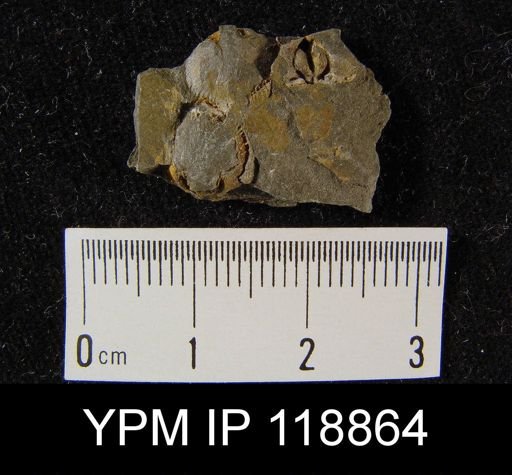 Dalmanella wisbyensis