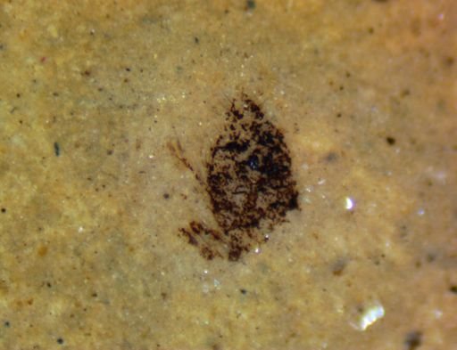 undet. Hexapoda