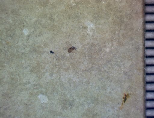 undet. Diptera