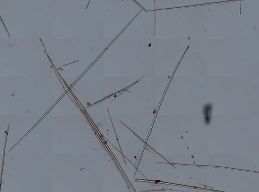 Hyalonema sieboldii