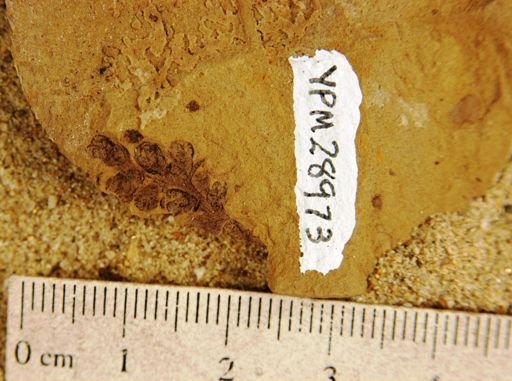 Taxodium dubium