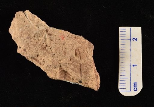 Cladophlebis sp.
