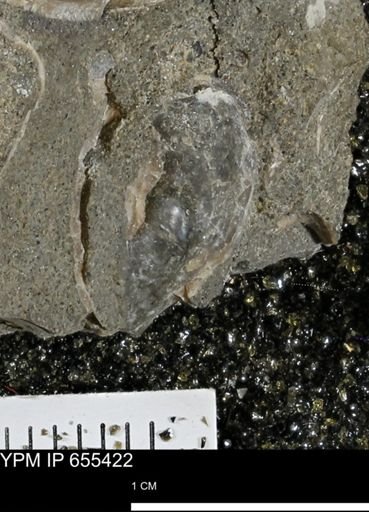 undet. Bivalvia