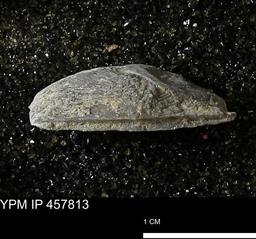 Strophodonta sp.