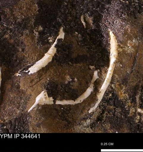 undet. Mollusca