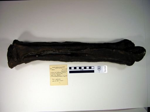 Tyrannosauridae