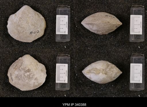 Protocardia texana