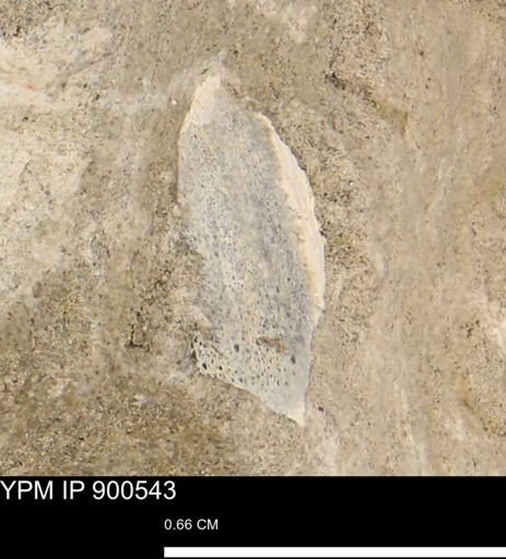 undet. Mollusca