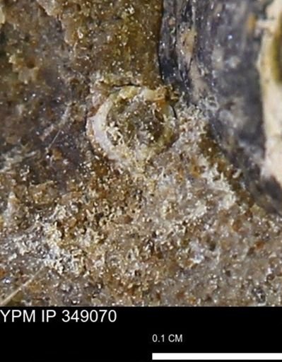 undet. Scaphopoda