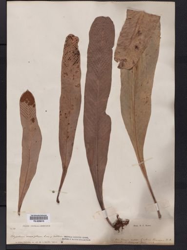 Polypodium