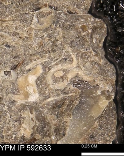 undet. Ammonoidea