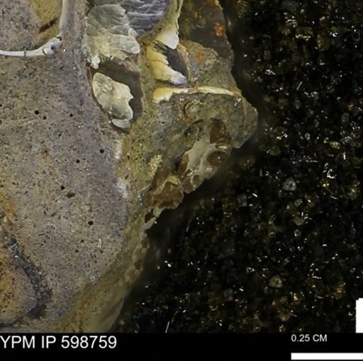 Baculites sp.