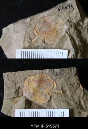Phyllocystis sp.