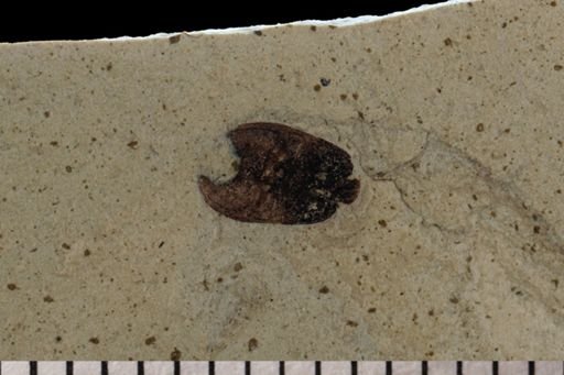 Coleoptera