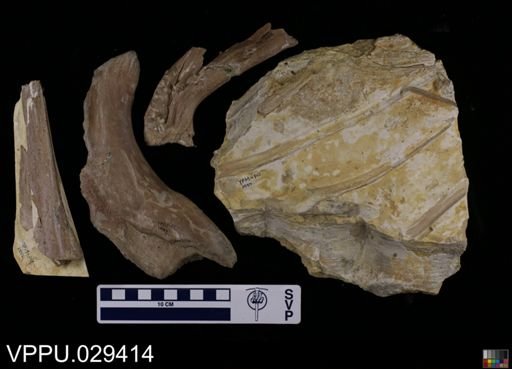 undet. Mosasauridae