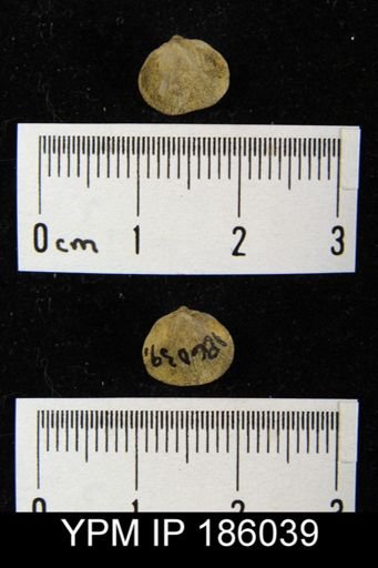 Rhipidomella carbonaria