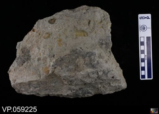 Vertebrata