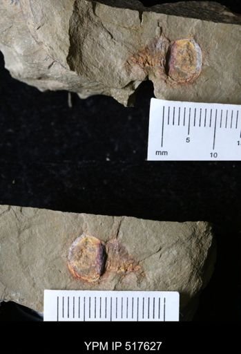 undet. Xiphosurida