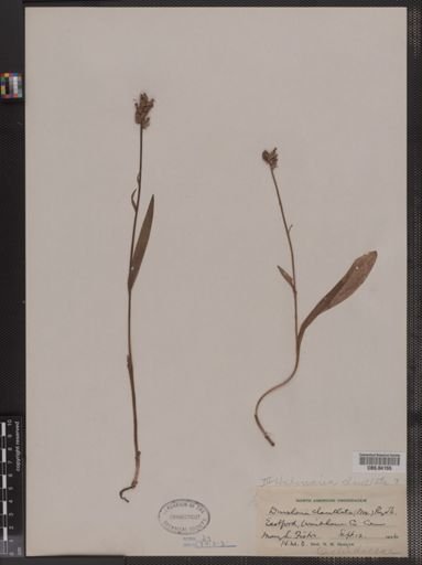 Habenaria clavellata