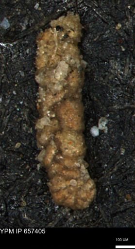 Ammobaculoides whitneyi