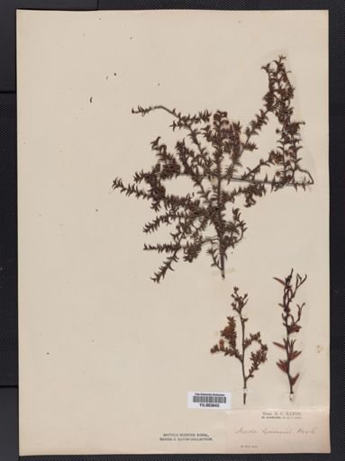 Acacia